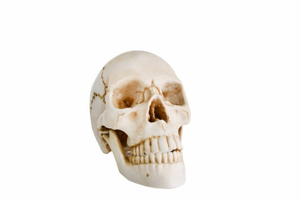 istock Model Human skull on isolated white background.Skull model for your graphic design haloween concept with clipping path. 1269017143