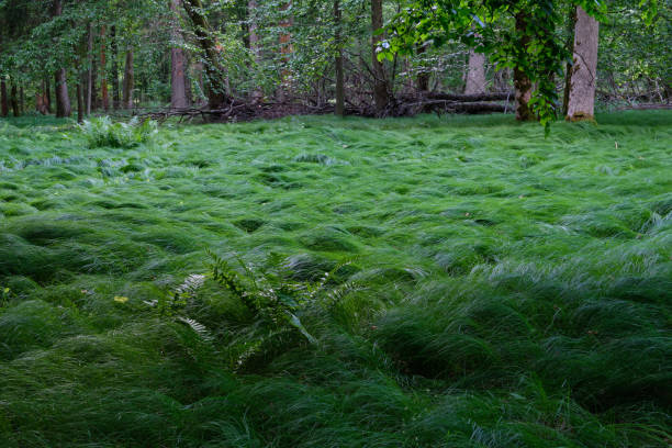 Partly illuminated sedge in springtime forest Partly illuminated sedge in springtime forest, Bialowieza Forest, Poland, Europe sedge stock pictures, royalty-free photos & images