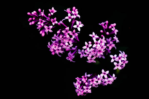 istock Beautiful lilac blooming flowers on black background 1269017812