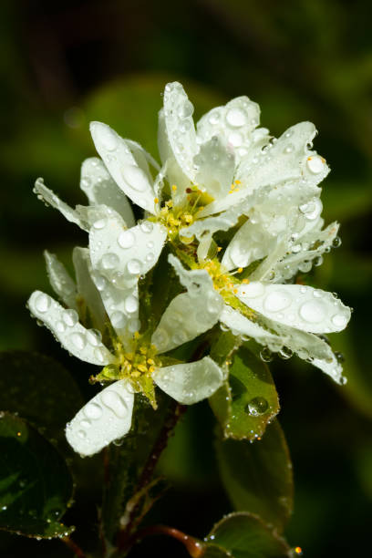 ホームガーデンで雨滴と咲くシャドラベリー白い花 - shadberry ストックフォトと画像