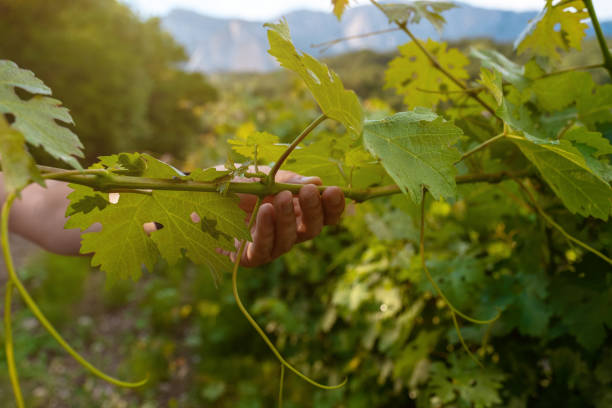 istock winery plantations in long rows on the mountains and hills 1269017840