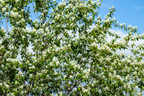 空の背景に咲くシャドラベリー白い花 - shadberry ストックフォトと画像