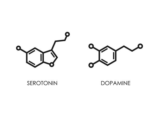 Dopamine and serotonin molecular structure. neurotransmitter molecule. Dopamine and serotonin molecular structure. neurotransmitter molecule. Skeletal chemical formula. Hormone of happiness and joy. Vector line illustration isolated on white serotonin molecule stock illustrations