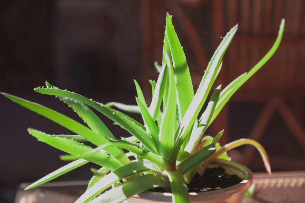 istock Aloe leaves on black background in backlight 1269018271