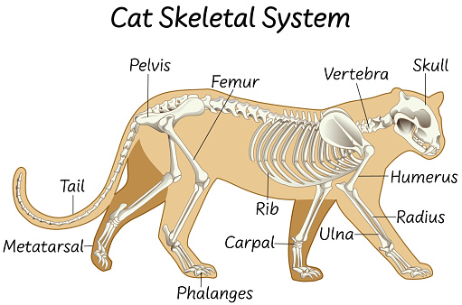 Science cat skeletal system illustration