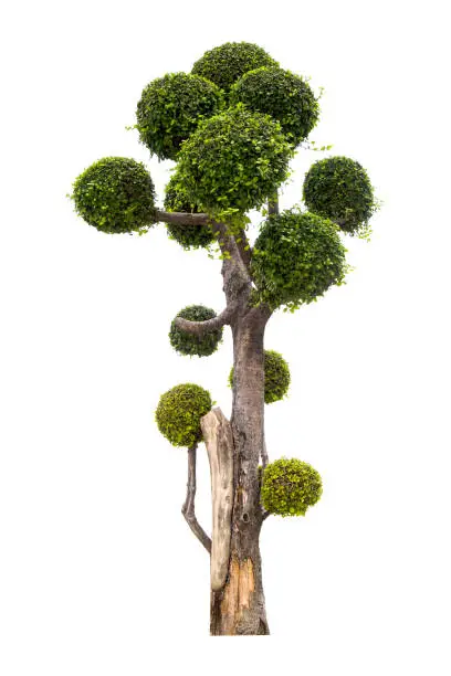 Photo of Close-Up of bonsai tree against isolated on white background.