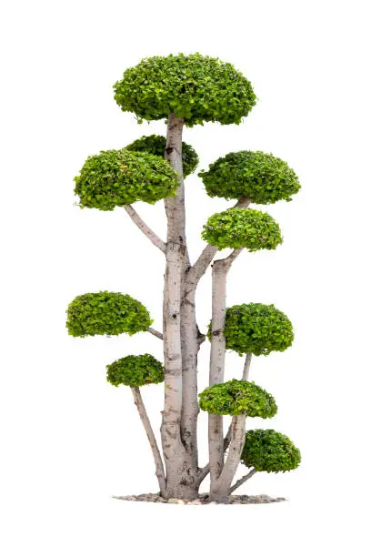 Photo of Close-Up of bonsai tree against isolated on white background.