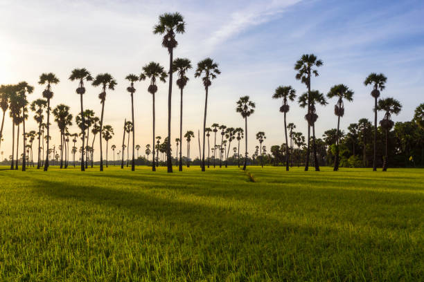 istock Green rice field in the morning on palm tree during sunrise time. 1269019364
