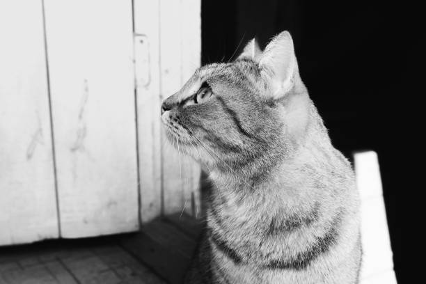 istock pensive cat, domestic cat for a walk 1269019544