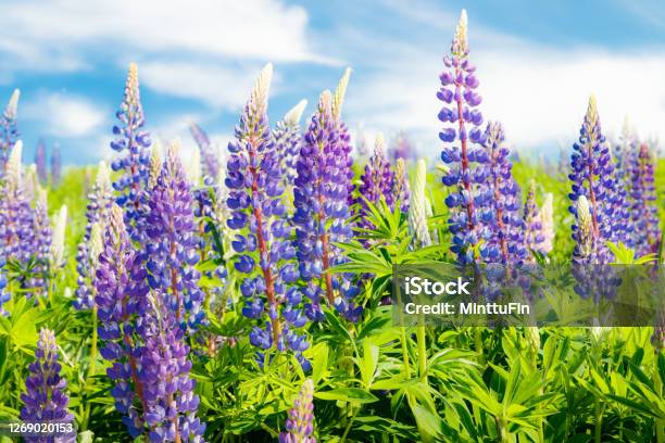 Lupine Field With Blue Flowers At Summer Stock Photo - Download Image Now - Lupine - Flower, Flower, Blue