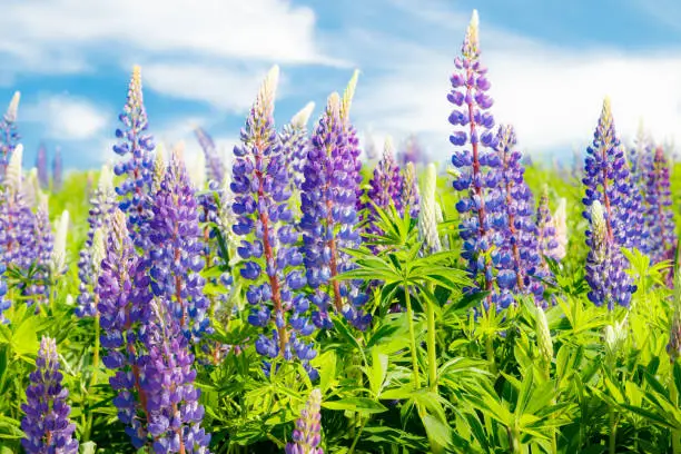 Photo of Lupine field with blue flowers at summer