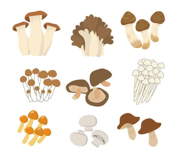 illustrazioni stock, clip art, cartoni animati e icone di tendenza di set di piatti di funghi commestibili - fungo commestibile