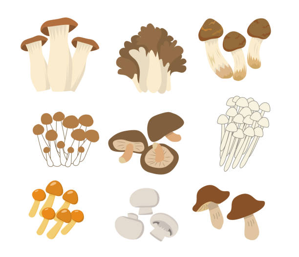 ilustrações, clipart, desenhos animados e ícones de conjunto de pratos de cogumelo comestível - fungus part