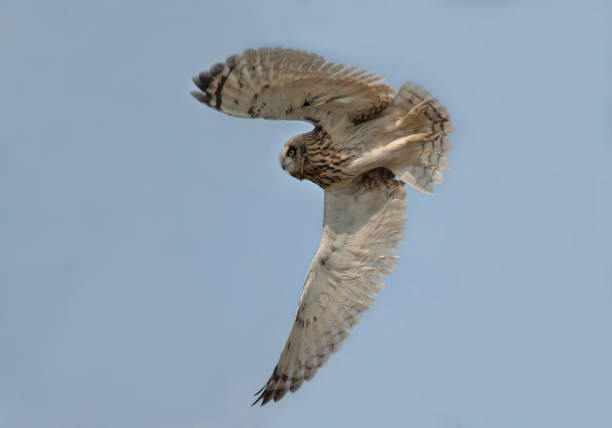 istock owls species in Pakistan 1269020224