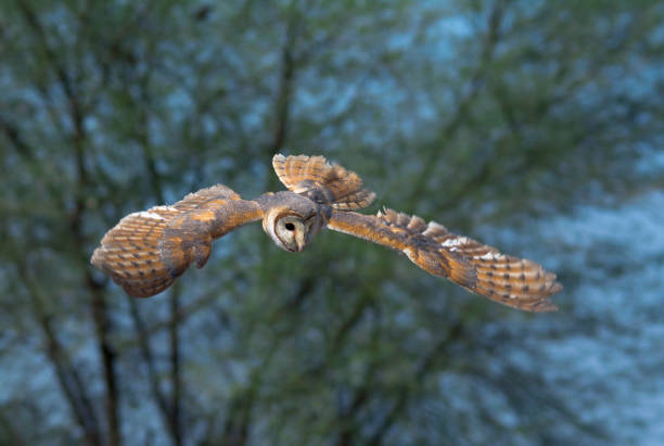 istock owls species in Pakistan 1269021911