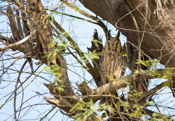 istock owls species in Pakistan 1269022132