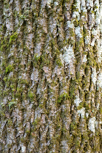 Close up of bark on a common ash (fraxinus excelsior) tree