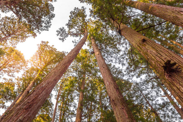 istock Trees in the Koyasan, Mount Koya, Japan 1269027511