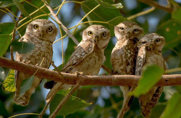 istock owls species in Pakistan 1269028141