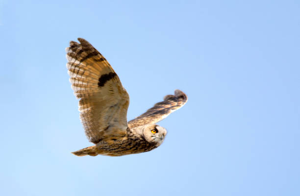 istock owls species in Pakistan 1269028630