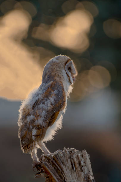 istock owls species in Pakistan 1269029378