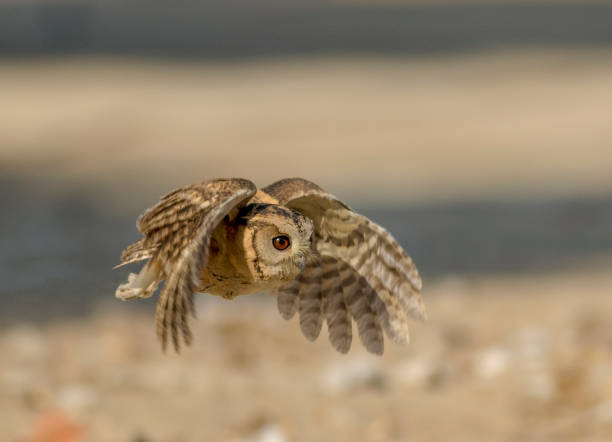 istock owls species in Pakistan 1269029485