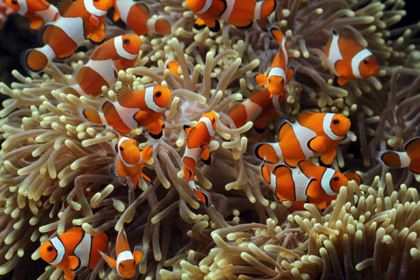 istock beautiful anemone fish on the coral reef 1269029527