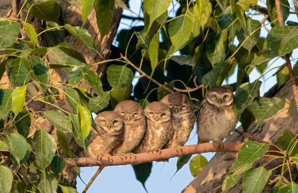 istock owls species in Pakistan 1269029610