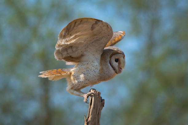 istock owls species in Pakistan 1269029905