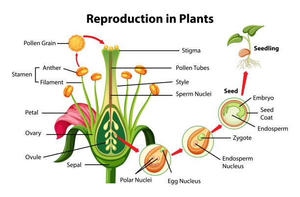 reproduktion im pflanzendiagramm - pollenkorn stock-grafiken, -clipart, -cartoons und -symbole