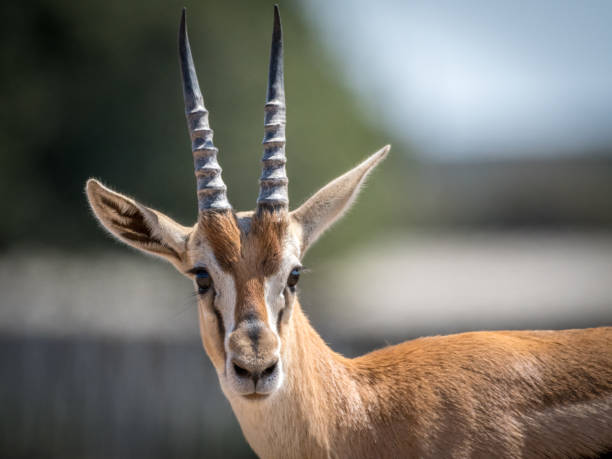 isolierte nahaufnahme von schönen thomson gazelle porträt- israel - gemsbok antelope mammal nature stock-fotos und bilder
