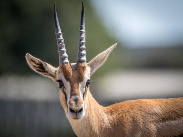 isolated close up of beautiful thomson gazelle portrait- israel - gazelle imagens e fotografias de stock