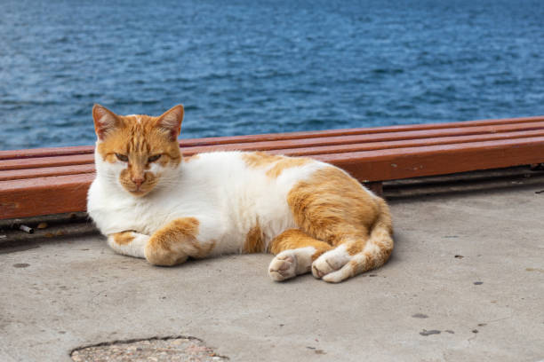 istock funny red-white cat lies basking in the sun 1269031658