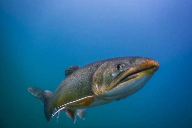 istock fish looking in the camera while diving in a lake 1269033166