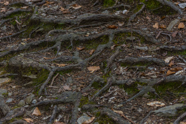 istock many roots on the forest floor 1269033181