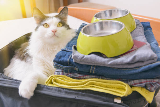 istock Cat sitting in the suitcase 1269034808