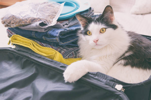 istock Cat sitting in the suitcase 1269034872