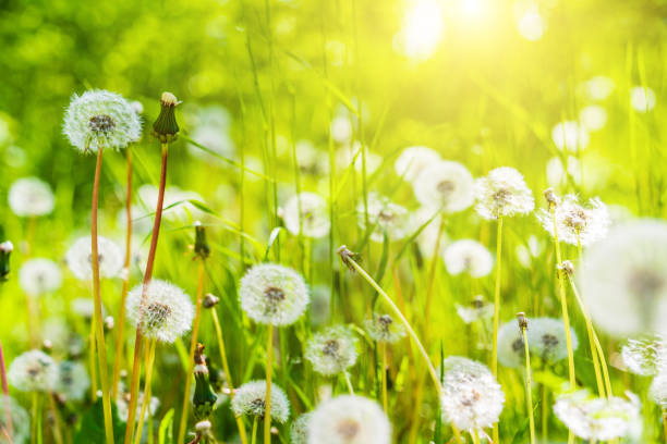 istock Spring meadow of dandelions 1269034899