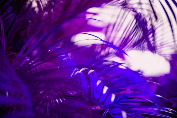 istock Neon colored tropical leaves background 1269035026
