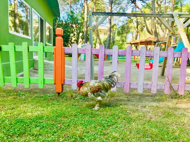istock Rooster At The Park 1269037869