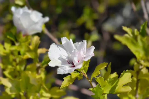 Rose Of Sharon Speciosus - Latin name - Hibiscus syriacus Speciosus