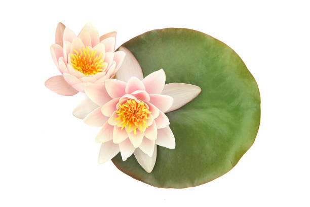 istock Water lilies on a leaf isolated on white background, 1269039661