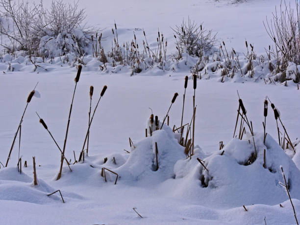 istock a frozen and snow-covered pond with bulrush 1269039662