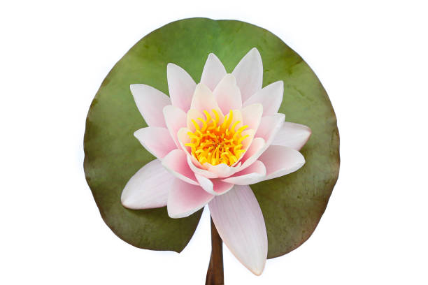 istock Water lily on a leaf isolated on white background, 1269039667