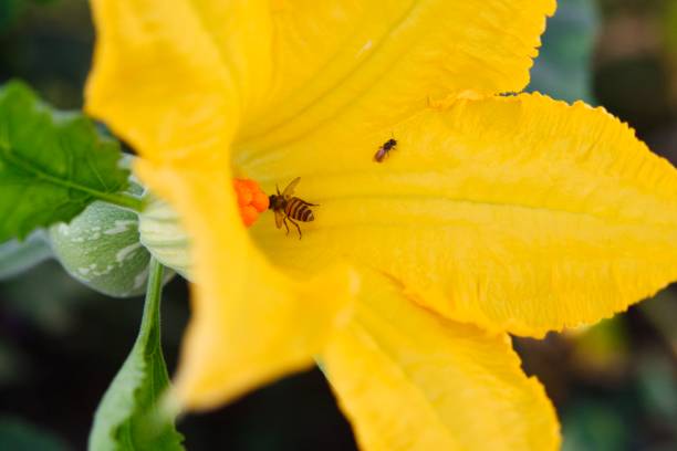 the bee works very hard