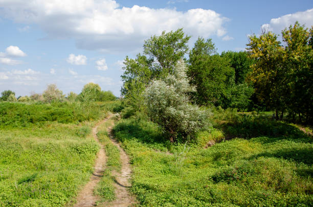 Country road on forest edge summer day