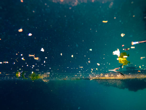 istock underwater view in marine , small marine animals 1269043626