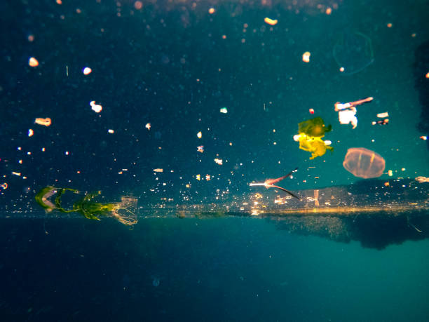 istock underwater view in marine , small marine animals 1269043629