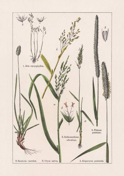 монокотайледоны, травы, хромолитограф, опубликованные в 1895 году - sweet grass stock illustrations