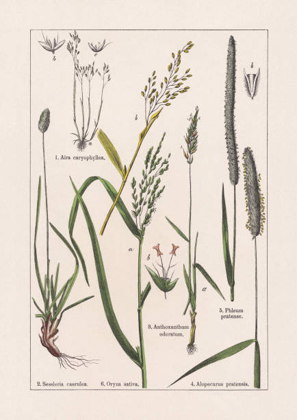 Monocotyledons, grasses, chromolithograph, published in 1895 Monocotyledons, grasses: 1) Silver hairgrass (Aira caryophyllea), b-spikelet, c-blossom; 2) Blue moor-grass (Sesleria caerulea); 3) Sweet vernal grass (Anthoxanthum odoratum), b-bloom with lemmas and projecting awns (enlarged); 4) Meadow foxtail (Alopecurus pratensis); 5) Timothy-grass (Phleum pratense), b-spikelet (enlarged); 6) Asian rice (Oryza sativa), a-flowering stalk, b-fruit bearing stem. Chromolithograph, published in 1895. tussock stock illustrations